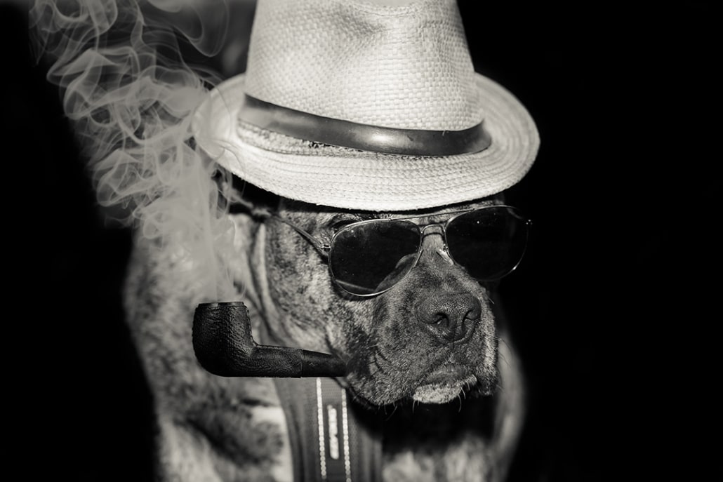 The dangers of smoking near to your beloved dog.