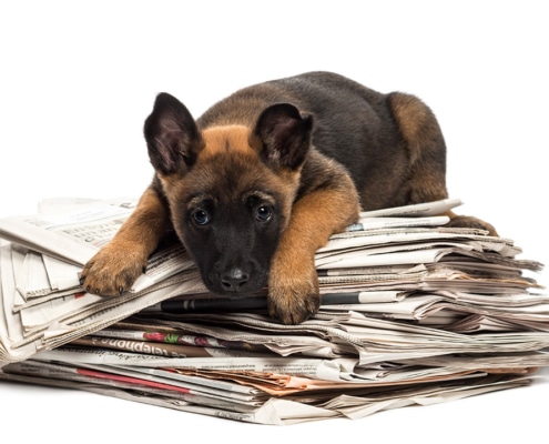 How the press can influence dog owners behaviour