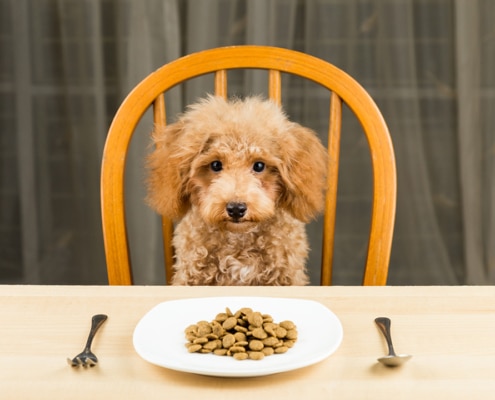 Helpful advice on what to feed your dog
