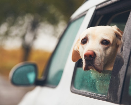 Canine behaviour in cars