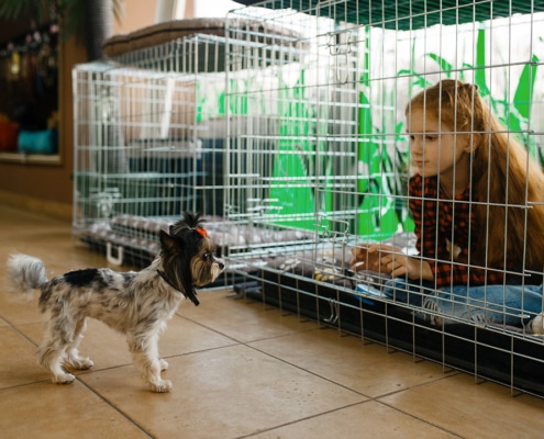 Cage training for dogs