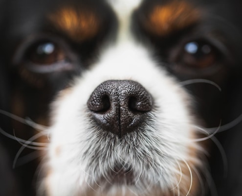 Incredible ability of a dog's nose