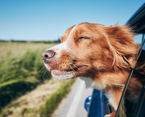 Dog travelling in car