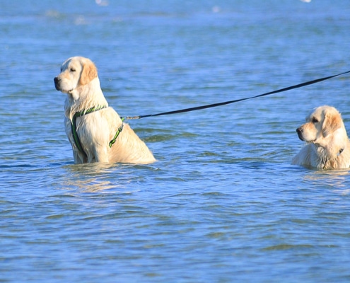 Two Golden Retrievers in a lake