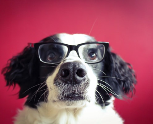 How intelligent is your dog?