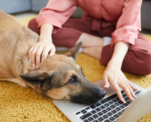 Trainining your dog to be social