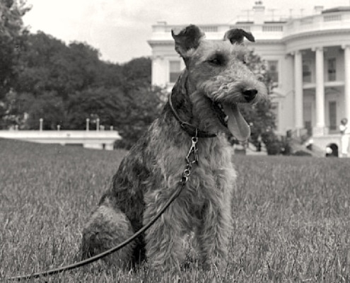 Charlie, the dog belonging to JFK