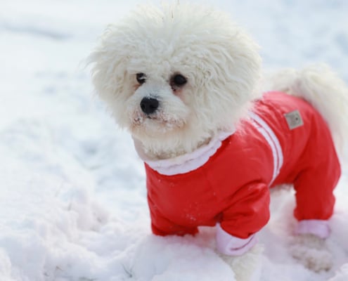 Bichon Frise dog in the snow