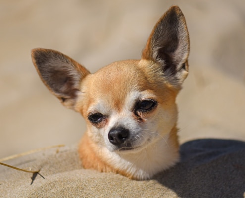 Cute Chihuahua in sand on a beach in Greece