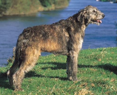 Rafferty, an Irish Wolfhound