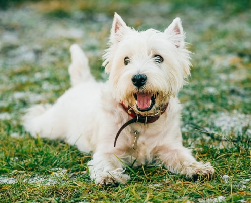 Pedigree West Highland Terrier
