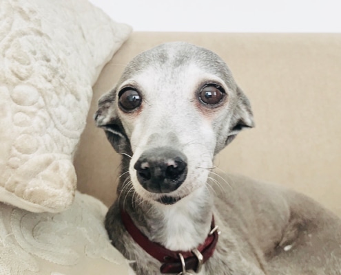 What you need to know before adopting a Greyhound