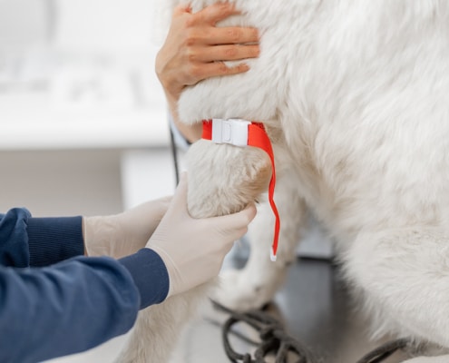 History of Canine Blood Transfusions