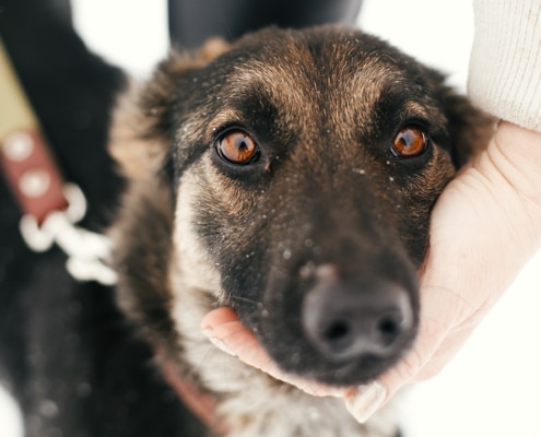 Rescue Germen Shepherd at a dog shelter
