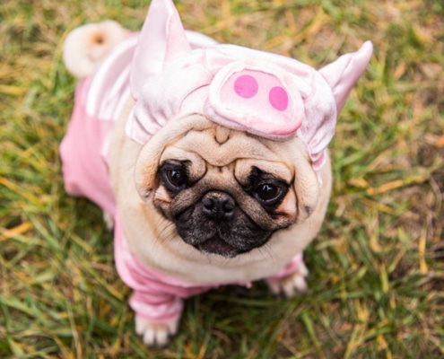 Pig disguised as a dog