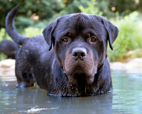 Rottweiler swimming in a large pond