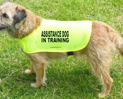 Special Assistance dog