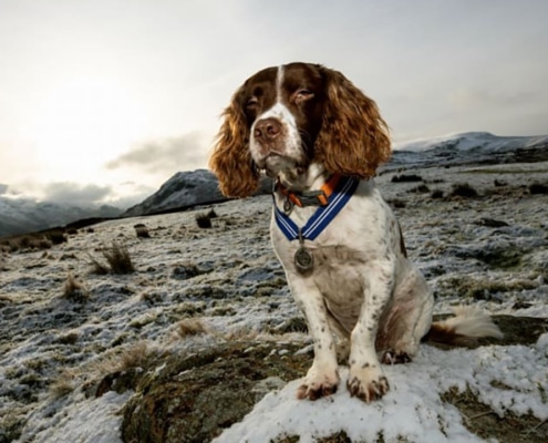 Max the Miracle Springer Spaniel