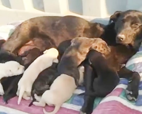 La Negrita and her puppies