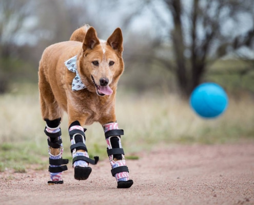 Naki'o - the bionic dog
