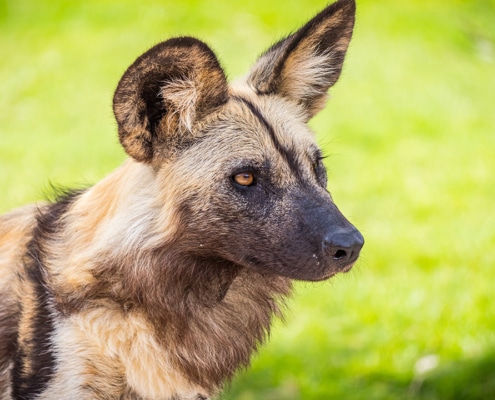 The African wild dog