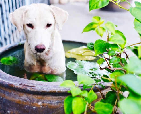 Dealing with heat exhaustion in dogs