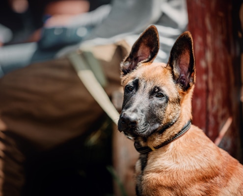 Should we reconsider the use of military dogs