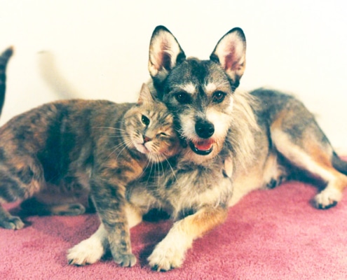Ginny - the dog who rescued cats