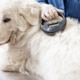 Checking a dog's microchip