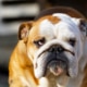 Perils of selective dog breeding