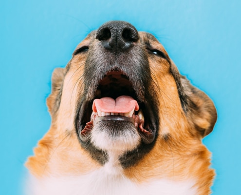 Causes and treatment of kennel cough