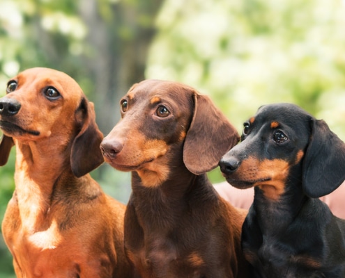 The three dachshunds on a sofa
