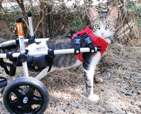 Arou, the rescue cat in her wheelchair