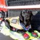Reqs - The Fire Brigade Detection dog