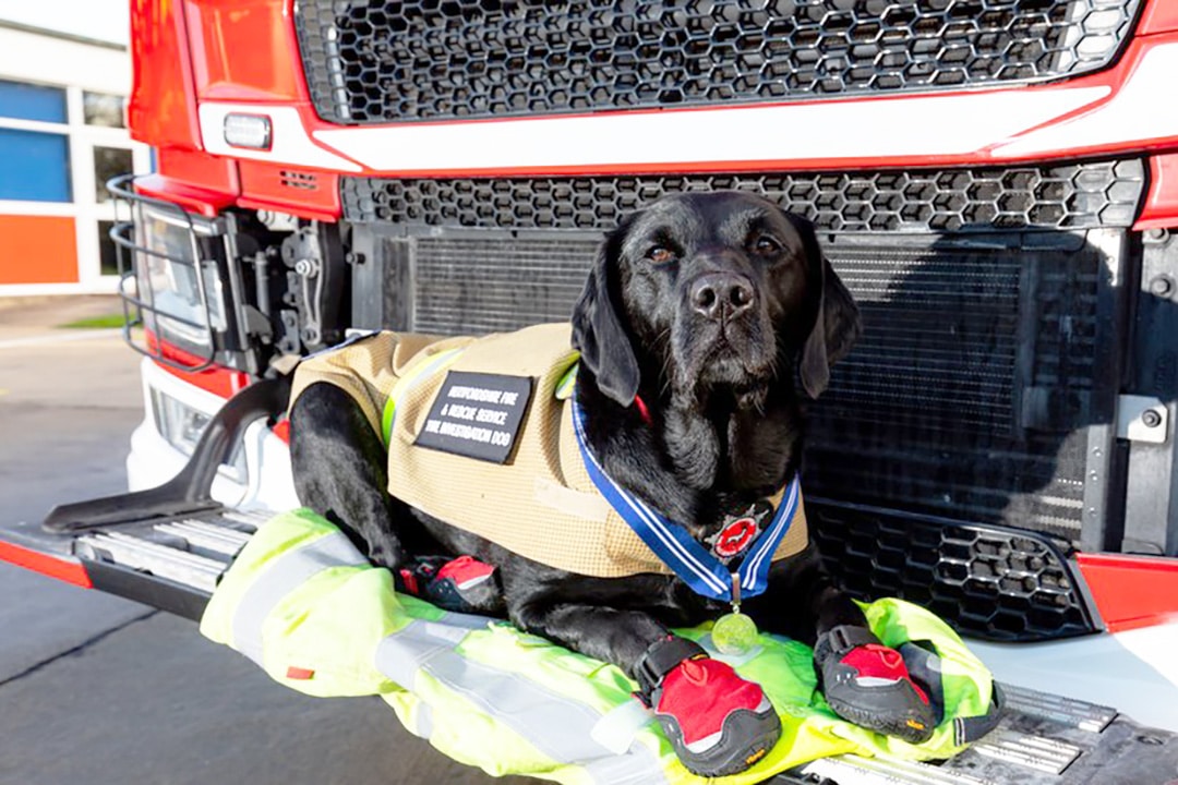 Reqs - The Fire Brigade Detection dog