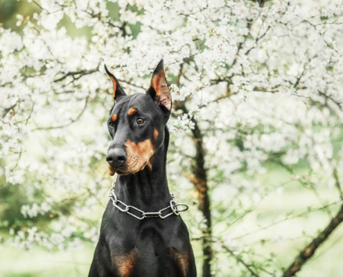 Nobby the doberman guarding his workplace