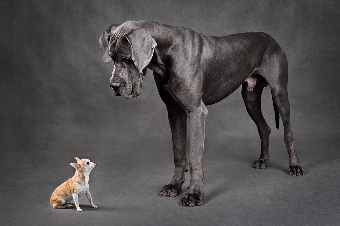 The differences between small and large dogs