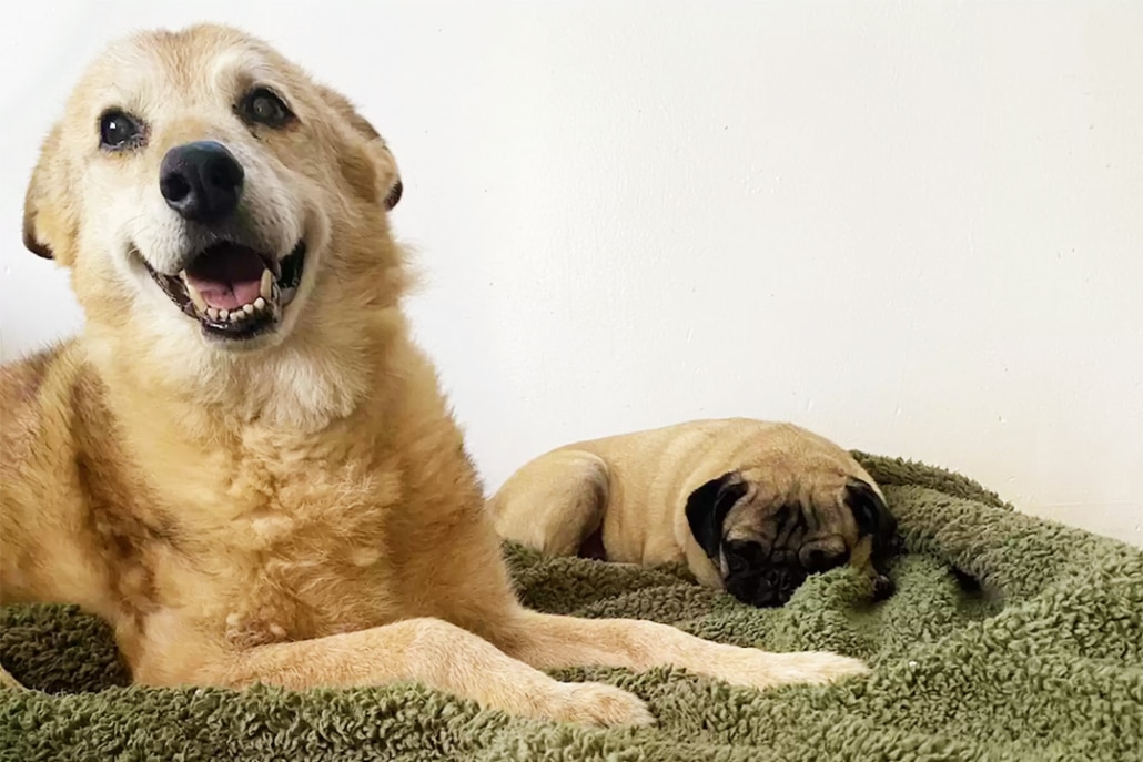 Two inspiring tales about canine adoption - By Dog Man Ray