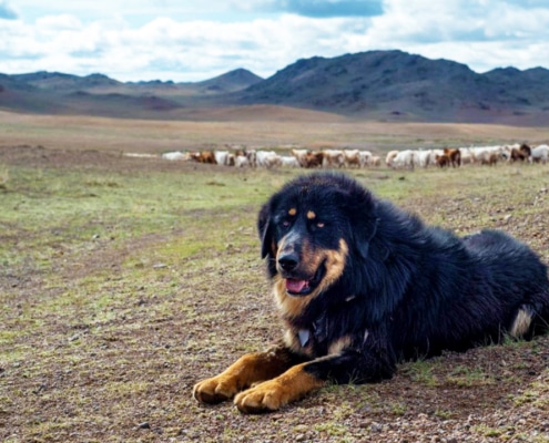 Bankhar dog with herd in Mongolia