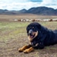 Bankhar dog with herd in Mongolia