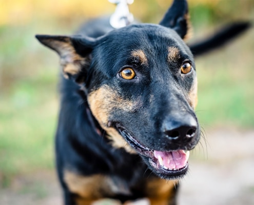Black and tan crossbreed dog, Frank
