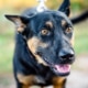 Black and tan crossbreed dog, Frank