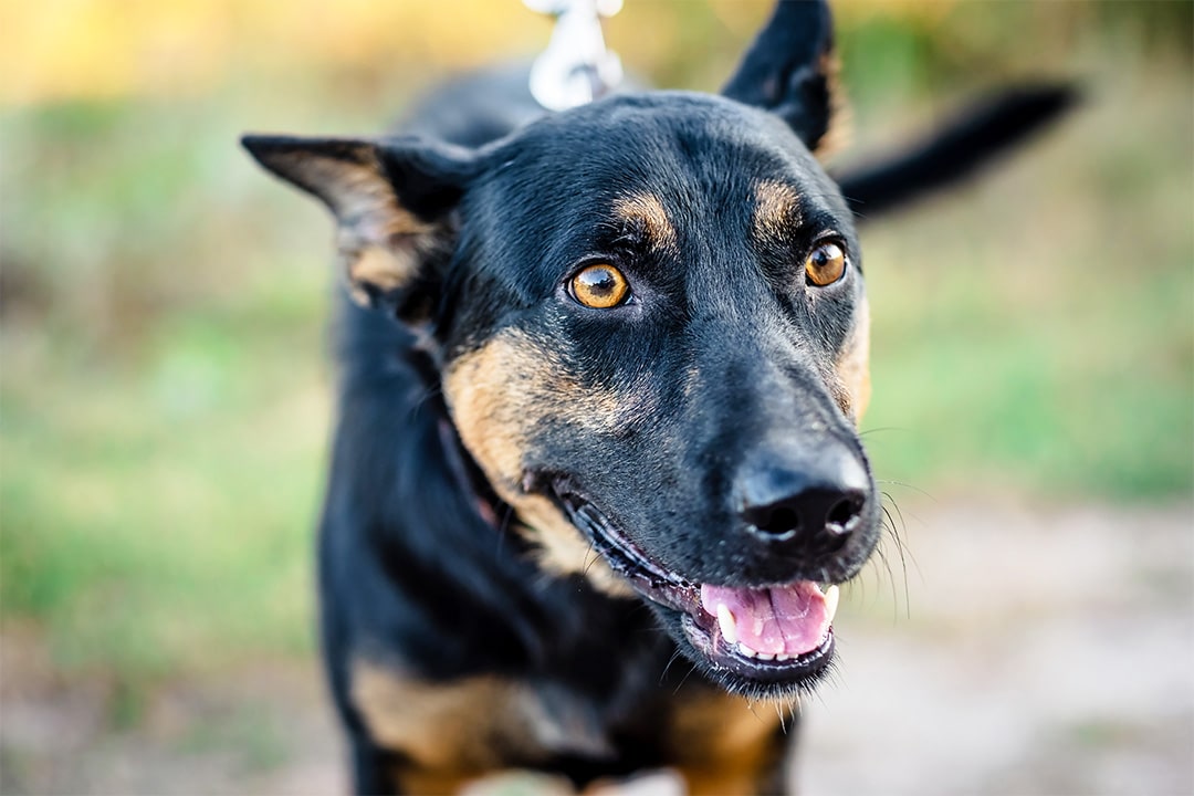 Black and tan crossbreed dog, Frank