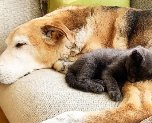 Raylan the foster dog with a kitten