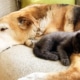 Raylan the foster dog with a kitten