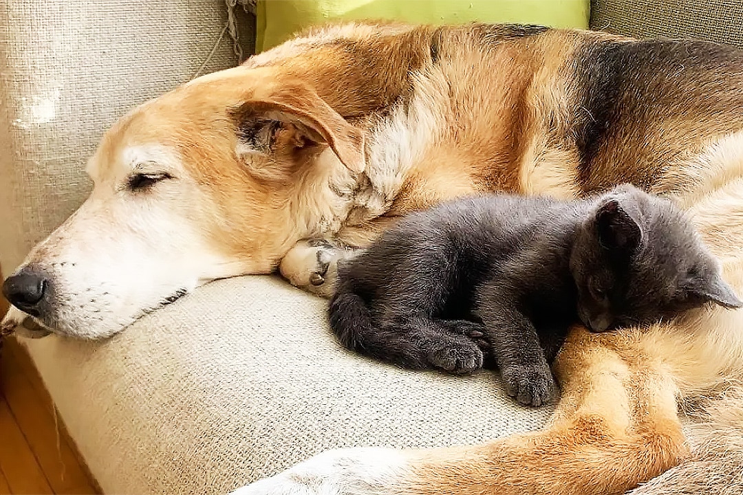 Raylan the foster dog with a kitten