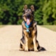 Luna the police dog with her Thing Blue Paws award