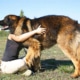 A giant Leonberger with a person for comparison