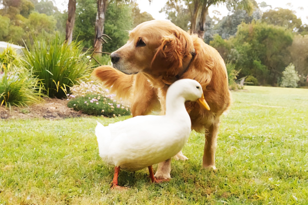 Alan, the duck, and Zelda the golden retriever
