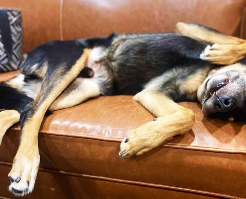 Scout - the great escaper